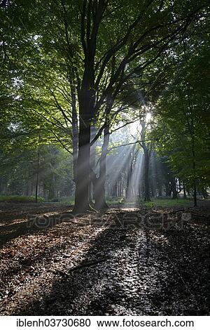 "Sun rays in the forest, Tinner Loh nature reserve, near Haren, Emsland, Lower Saxony, Germany, Europe" View Large Photo Image Stock Image - "Sun rays in the forest, Tinner Loh nature reserve, near Haren, Emsland, Lower Saxony, Germany, Europe". Fotosearch