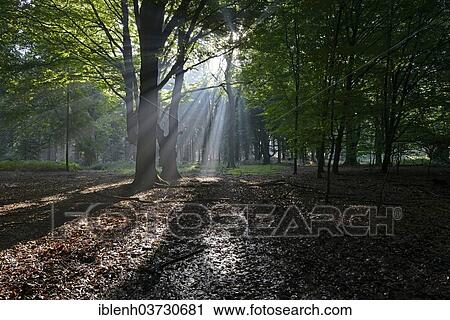Stock Image - "Sun rays in the forest, Tinner Loh nature reserve, near Haren, Emsland, Lower Saxony, Germany, Europe". Fotosearch