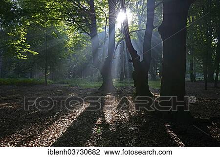 Stock Image - "Sun rays in the forest, Tinner Loh nature reserve, near Haren, Emsland, Lower Saxony, Germany, Europe". Fotosearch