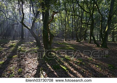 Stock Photo - "Sun rays in the forest, Tinner Loh nature reserve, near Haren, Emsland, Lower Saxony, Germany, Europe". Fotosearch