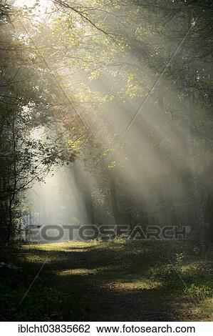 "Sun rays in the morning mist in mixed forest, Gelderland, Netherlands" View Large Photo Image Stock Image - "Sun rays in the morning mist in mixed forest, Gelderland, Netherlands". Fotosearch