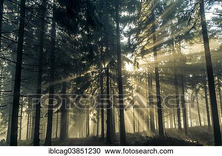 "Sun rays passing through the morning fog in a forest, Taunus range, Hesse, Germany, Europe" View Large Photo Image Stock Image - "Sun rays passing through the morning fog in a forest, Taunus range, Hesse, Germany, Europe". Fotosearch