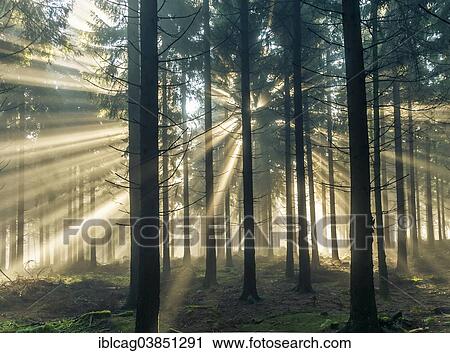 "Sun rays passing through the morning fog in a forest, Taunus range, Hesse, Germany, Europe" View Large Photo Image Stock Image - "Sun rays passing through the morning fog in a forest, Taunus range, Hesse, Germany, Europe". Fotosearch