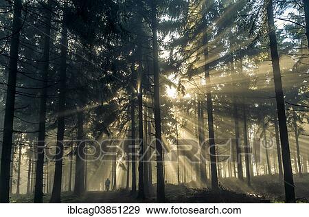 Stock Photo - "Sun rays passing through the morning fog in a forest with a rambler, Taunus range, Hesse, Germany, Europe". Fotosearch