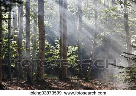 "Sun rays penetrating the morning mist in Boisgrand Forest, Livradois-Forez Regional Nature Park, Puy de Dome, Auvergne, France, Europe" View Large Photo Image Stock Photo - "Sun rays penetrating the morning mist in Boisgrand Forest, Livradois-Forez Regional Nature Park, Puy de Dome, Auvergne, France, Europe". Fotosearch