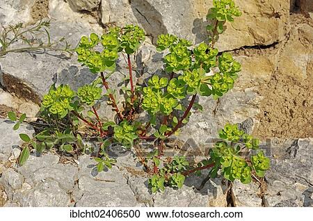 Stock Image - "Sun Spurge (Euphorbia helioscopia), Provence, Southern France, France, Europe". Fotosearch