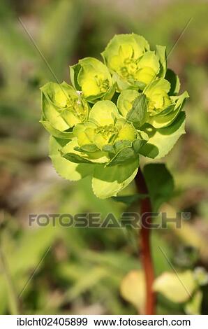 "Sun Spurge or Madwoman's Milk (Euphorbia helioscopia), Provence, Southern France, France, Europe" View Large Photo Image Stock Photo - "Sun Spurge or Madwoman's Milk (Euphorbia helioscopia), Provence, Southern France, France, Europe". Fotosearch