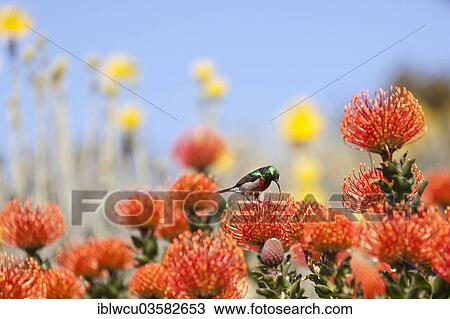 "Sunbird or Spiderhunter (Nectariniidae) on a Protea or Sugarbush (Protea), South Africa, Africa" View Large Photo Image Stock Image - "Sunbird or Spiderhunter (Nectariniidae) on a Protea or Sugarbush (Protea), South Africa, Africa". Fotosearch
