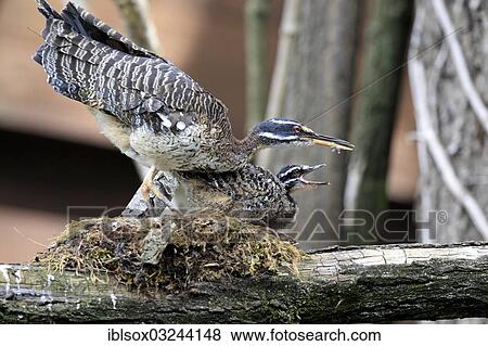 Stock Photo - "Sunbittern (Eurypyga helias), adult at nest with chick, threatening gesture, occurrence in South America, captive, Heidelberg, Baden-Wurttemberg, Germany, Europe". Fotosearch