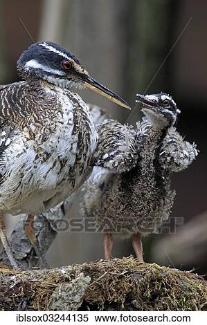 "Sunbittern (Eurypyga helias), adult at nest with begging chick, occurrence in South America, captive, Heidelberg, Baden-Wurttemberg, Germany, Europe" View Large Photo Image Stock Photography - "Sunbittern (Eurypyga helias), adult at nest with begging chick, occurrence in South America, captive, Heidelberg, Baden-Wurttemberg, Germany, Europe". Fotosearch
