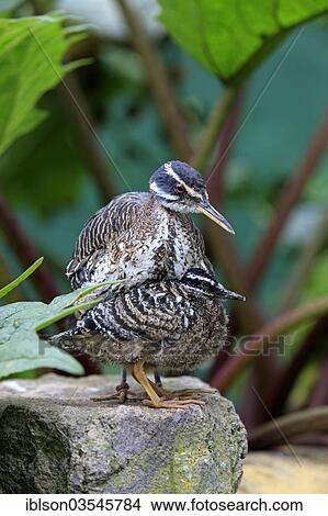 Picture - "Sunbittern (Eurypyga helias) adult with young bird, native to South America, captive, Heidelberg, Baden-Wurttemberg, Germany, Europe". Fotosearch