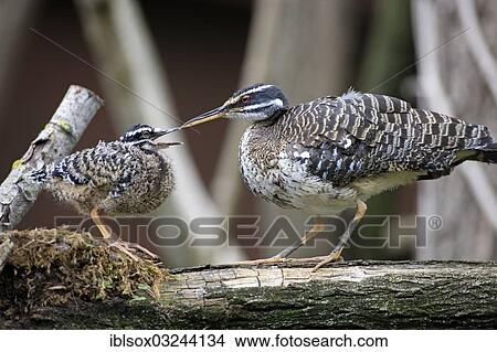 "Sunbittern (Eurypyga helias), adult feeding chick on the nest, occurrence in South America, captive, Heidelberg, Baden-Wurttemberg, Germany, Europe" View Large Photo Image Picture - "Sunbittern (Eurypyga helias), adult feeding chick on the nest, occurrence in South America, captive, Heidelberg, Baden-Wurttemberg, Germany, Europe". Fotosearch
