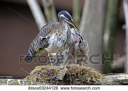 Stock Photo - "Sunbittern (Eurypyga helias), adult, at nest with begging chick, occurrence in South America, captive, Heidelberg, Baden-Wurttemberg, Germany, Europe". Fotosearch