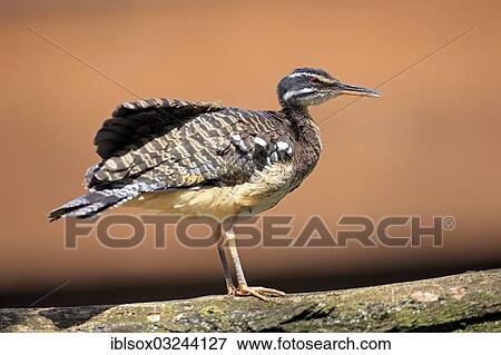 "Sunbittern (Eurypyga helias) occurrence in South America, captive, Heidelberg, Baden-Wurttemberg, Germany, Europe" View Large Photo Image Stock Photo - "Sunbittern (Eurypyga helias) occurrence in South America, captive, Heidelberg, Baden-Wurttemberg, Germany, Europe". Fotosearch