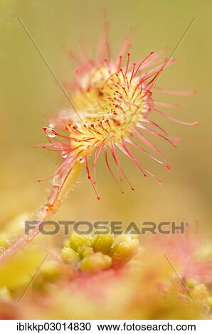 "Sundew (Drosera), Isle of Skye, Scotland, United Kingdom, Europe" View Large Photo Image Stock Image - "Sundew (Drosera), Isle of Skye, Scotland, United Kingdom, Europe". Fotosearch