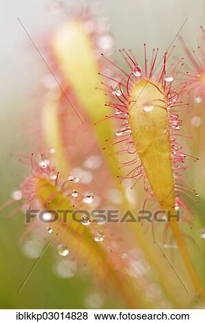 "Sundew (Drosera), Isle of Skye, Scotland, United Kingdom, Europe" View Large Photo Image Stock Photo - "Sundew (Drosera), Isle of Skye, Scotland, United Kingdom, Europe". Fotosearch
