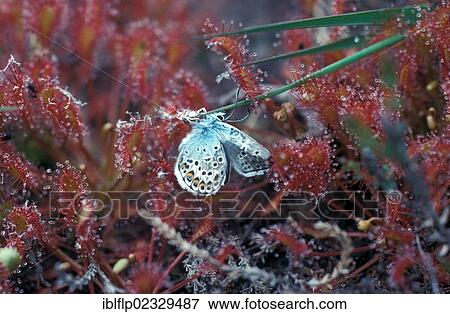 "Sundew (Drosera rotundifolia), Common Blue butterfly (Polyommatus icarus) caught on plant" View Large Photo Image Stock Photo - "Sundew (Drosera rotundifolia), Common Blue butterfly (Polyommatus icarus) caught on plant". Fotosearch
