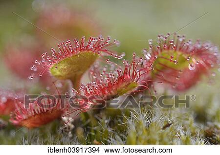 "Sundew (Drosera rotundifolia), Emsland, Lower Saxony, Germany, Europe" View Large Photo Image Picture - "Sundew (Drosera rotundifolia), Emsland, Lower Saxony, Germany, Europe". Fotosearch