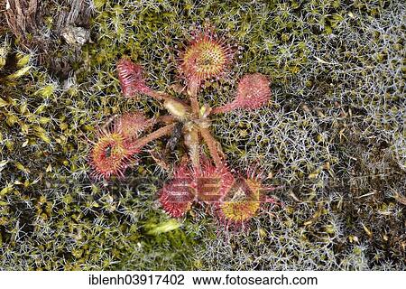 "Sundew (Drosera rotundifolia), Emsland, Lower Saxony, Germany, Europe" View Large Photo Image Stock Image - "Sundew (Drosera rotundifolia), Emsland, Lower Saxony, Germany, Europe". Fotosearch