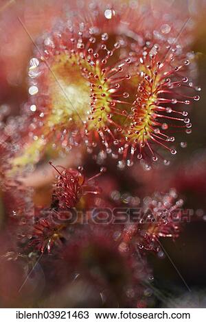 "Sundew (Drosera rotundifolia), Emsland, Lower Saxony, Germany, Europe" View Large Photo Image Stock Image - "Sundew (Drosera rotundifolia), Emsland, Lower Saxony, Germany, Europe". Fotosearch