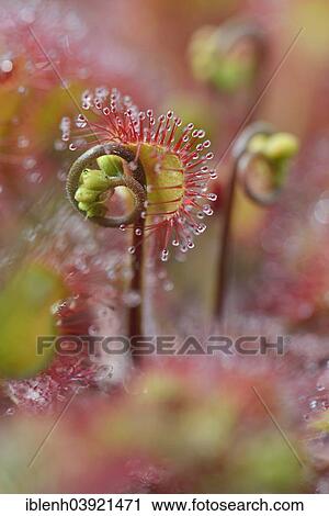 "Sundew (Drosera rotundifolia), Emsland, Lower Saxony, Germany, Europe" View Large Photo Image Stock Image - "Sundew (Drosera rotundifolia), Emsland, Lower Saxony, Germany, Europe". Fotosearch