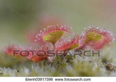 "Sundew (Drosera rotundifolia), Emsland, Lower Saxony, Germany, Europe" View Large Photo Image Stock Photo - "Sundew (Drosera rotundifolia), Emsland, Lower Saxony, Germany, Europe". Fotosearch