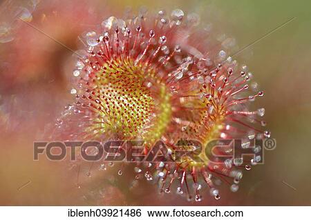 "Sundew (Drosera rotundifolia), Emsland, Lower Saxony, Germany, Europe" View Large Photo Image Stock Photograph - "Sundew (Drosera rotundifolia), Emsland, Lower Saxony, Germany, Europe". Fotosearch