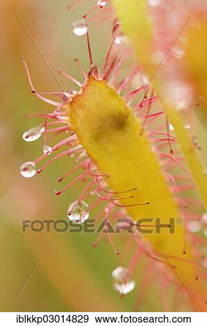 Stock Photo - "Sundew (Drosera), Schottland, Isle of Skye, Scotland, United Kingdom, Europe". Fotosearch