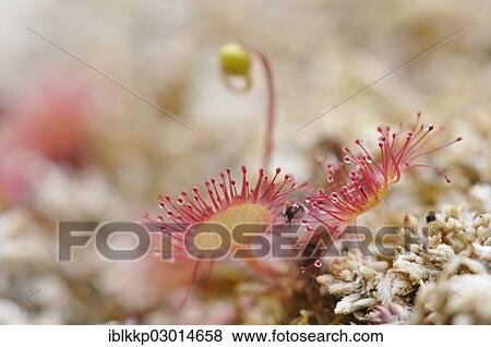 "Sundew (Drosera), Schottland, United Kingdom, Europe" View Large Photo Image Stock Photo - "Sundew (Drosera), Schottland, United Kingdom, Europe". Fotosearch