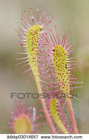 "Sundew (Drosera), Scotland, United Kingdom, Europe" View Large Photo Image Stock Photo - "Sundew (Drosera), Scotland, United Kingdom, Europe". Fotosearch