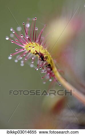 "Sundew (Drosera), Scotland, United Kingdom, Europe" View Large Photo Image Stock Photography - "Sundew (Drosera), Scotland, United Kingdom, Europe". Fotosearch