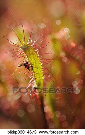 "Sundew (Drosera), with backlighting, Scotland, United Kingdom, Europe" View Large Photo Image Stock Image - "Sundew (Drosera), with backlighting, Scotland, United Kingdom, Europe". Fotosearch