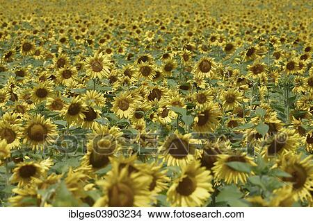 "Sunflower field, Brandenburg, Germany, Europe" View Large Photo Image Picture - "Sunflower field, Brandenburg, Germany, Europe". Fotosearch