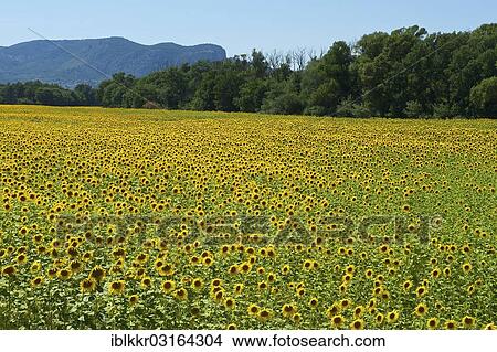Picture - "Sunflower field, Provence, Region Provence-Alpes-Cote d? ÇÖAzur, France, Europe". Fotosearch