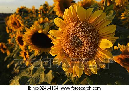 "Sunflower field, Tittmoning, Chiemgau region, Upper Bavaria, Bavaria, Germany, Europe" View Large Photo Image Picture - "Sunflower field, Tittmoning, Chiemgau region, Upper Bavaria, Bavaria, Germany, Europe". Fotosearch