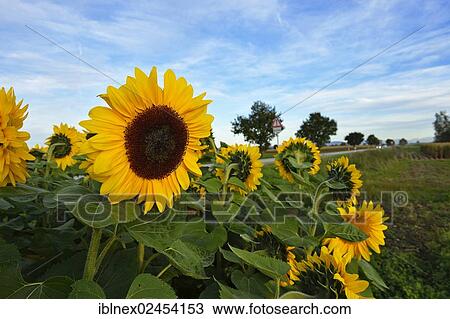 "Sunflower field, Tittmoning, Chiemgau region, Upper Bavaria, Bavaria, Germany, Europe" View Large Photo Image Stock Image - "Sunflower field, Tittmoning, Chiemgau region, Upper Bavaria, Bavaria, Germany, Europe". Fotosearch