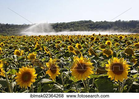 "Sunflower field with irrigation, Sisteron, Provence region, Departement Alpes-de-Haute-Provence, France, Europe" View Large Photo Image Stock Photo - "Sunflower field with irrigation, Sisteron, Provence region, Departement Alpes-de-Haute-Provence, France, Europe". Fotosearch