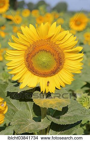 Picture - "Sunflower (Helianthus annuus), flower, North Rhine-Westphalia, Germany, Europe". Fotosearch