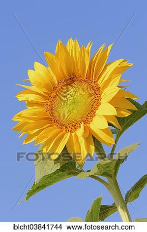 "Sunflower (Helianthus annuus) flower, North Rhine-Westphalia, Germany, Europe" View Large Photo Image Picture - "Sunflower (Helianthus annuus) flower, North Rhine-Westphalia, Germany, Europe". Fotosearch