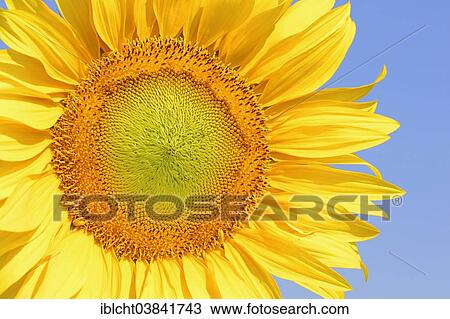 Stock Image - "Sunflower (Helianthus annuus) flower, North Rhine-Westphalia, Germany, Europe". Fotosearch