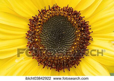 "Sunflower (Helianthus annuus), flower detail, North Rhine-Westphalia, Germany, Europe" View Large Photo Image Stock Image - "Sunflower (Helianthus annuus), flower detail, North Rhine-Westphalia, Germany, Europe". Fotosearch