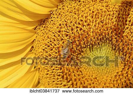 "Sunflower (Helianthus annuus) flower detail with a Honey Bee (Apis mellifera), North Rhine-Westphalia, Germany, Europe" View Large Photo Image Stock Photo - "Sunflower (Helianthus annuus) flower detail with a Honey Bee (Apis mellifera), North Rhine-Westphalia, Germany, Europe". Fotosearch