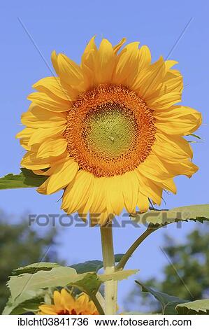 "Sunflower (Helianthus annuus) flower, North Rhine-Westphalia, Germany, Europe" View Large Photo Image Stock Photograph - "Sunflower (Helianthus annuus) flower, North Rhine-Westphalia, Germany, Europe". Fotosearch
