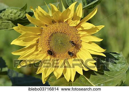 "Sunflower (Helianthus annuus), flowering, Schwabisch Gmund, Baden-Wurttemberg, Germany, Europe" View Large Photo Image Picture - "Sunflower (Helianthus annuus), flowering, Schwabisch Gmund, Baden-Wurttemberg, Germany, Europe". Fotosearch