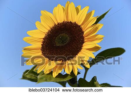"Sunflower (Helianthus annuus), flowering, Baden-Wurttemberg, Germany, Europe" View Large Photo Image Picture - "Sunflower (Helianthus annuus), flowering, Baden-Wurttemberg, Germany, Europe". Fotosearch