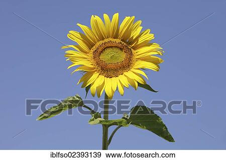 "Sunflower (Helianthus annuus), single blossom against a blue sky, Thuringia, Germany, Europe" View Large Photo Image Stock Photo - "Sunflower (Helianthus annuus), single blossom against a blue sky, Thuringia, Germany, Europe". Fotosearch