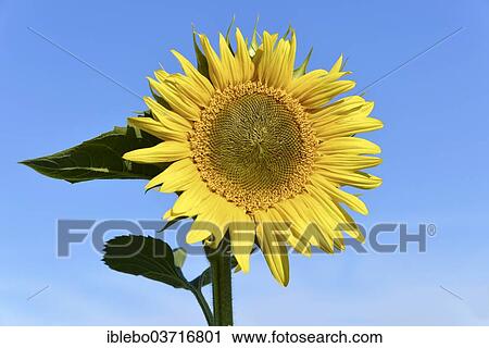 "Sunflower (Helianthus annuus), flowering, Schwabisch Gmund, Baden-Wurttemberg, Germany, Europe" View Large Photo Image Stock Image - "Sunflower (Helianthus annuus), flowering, Schwabisch Gmund, Baden-Wurttemberg, Germany, Europe". Fotosearch