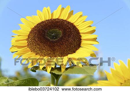 "Sunflower (Helianthus annuus), flowering, Baden-Wurttemberg, Germany, Europe" View Large Photo Image Stock Image - "Sunflower (Helianthus annuus), flowering, Baden-Wurttemberg, Germany, Europe". Fotosearch