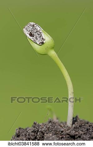 Stock Photo - "Sunflower (Helianthus annuus), seedling, North Rhine-Westphalia, Germany, Europe". Fotosearch