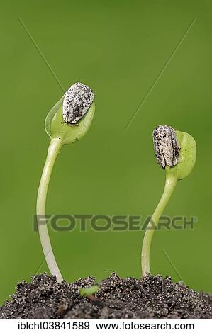 "Sunflower (Helianthus annuus) seedlings, North Rhine-Westphalia, Germany, Europe" View Large Photo Image Stock Photo - "Sunflower (Helianthus annuus) seedlings, North Rhine-Westphalia, Germany, Europe". Fotosearch